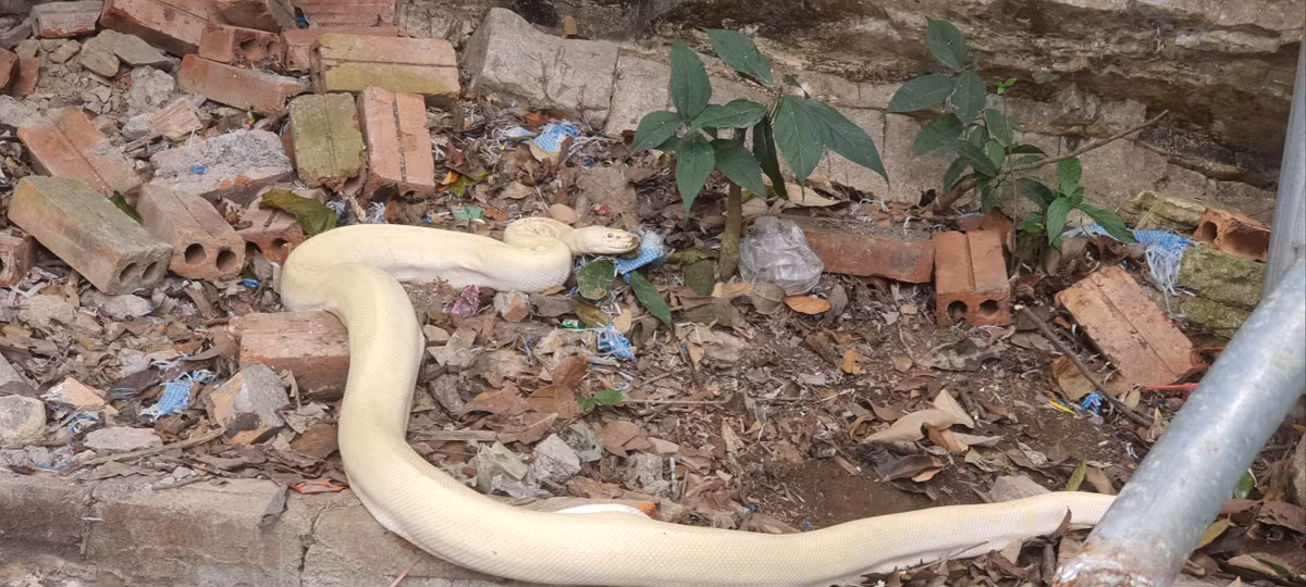 Từ khi xuất hiện, bạch xà cũng chỉ nằm 1 chỗ, ít di chuyển.