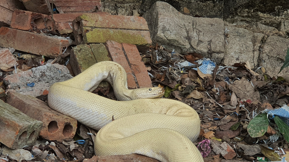 Người dân tại địa phương cho biết, việc xuất hiện trăn, rắn ở khu vực này cũng không phải là hiếm vì quanh đây là vùng đệm rừng Quốc gia Cúc Phương. Tuy nhiên, việc trăn trắng xuất hiện ở đền Mẫu lại mang màu sắc tâm linh nên nhiều người dân xôn xao.