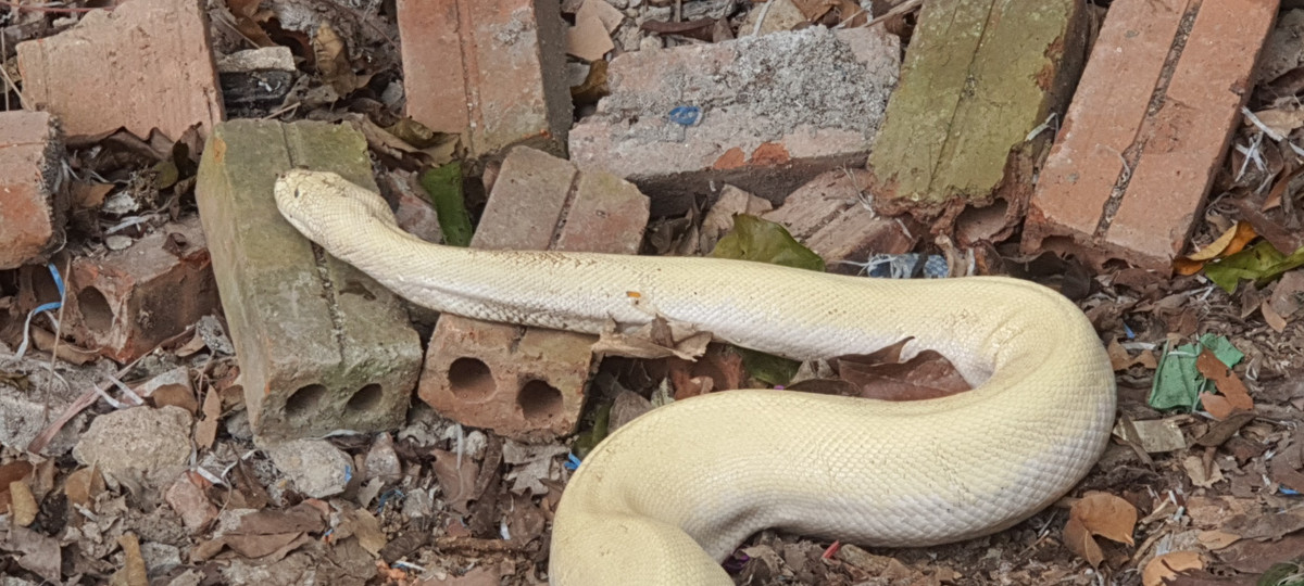 Hiện vẫn nhiều người đổ về đây để chiêm ngưỡng hiện tượng lạ này.