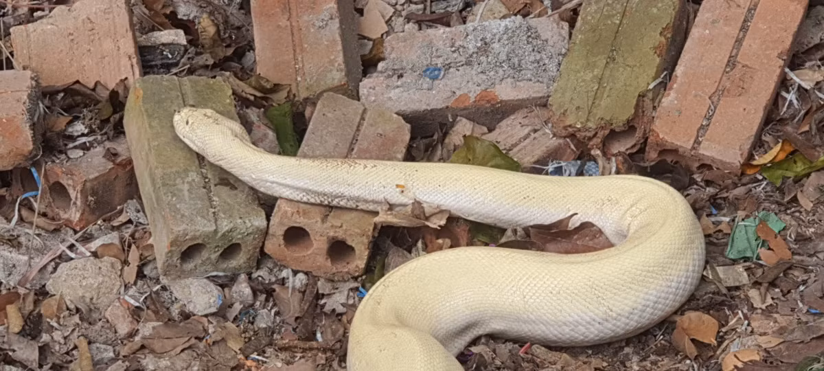 Hiện vẫn nhiều người đổ về đây để chiêm ngưỡng hiện tượng lạ này.