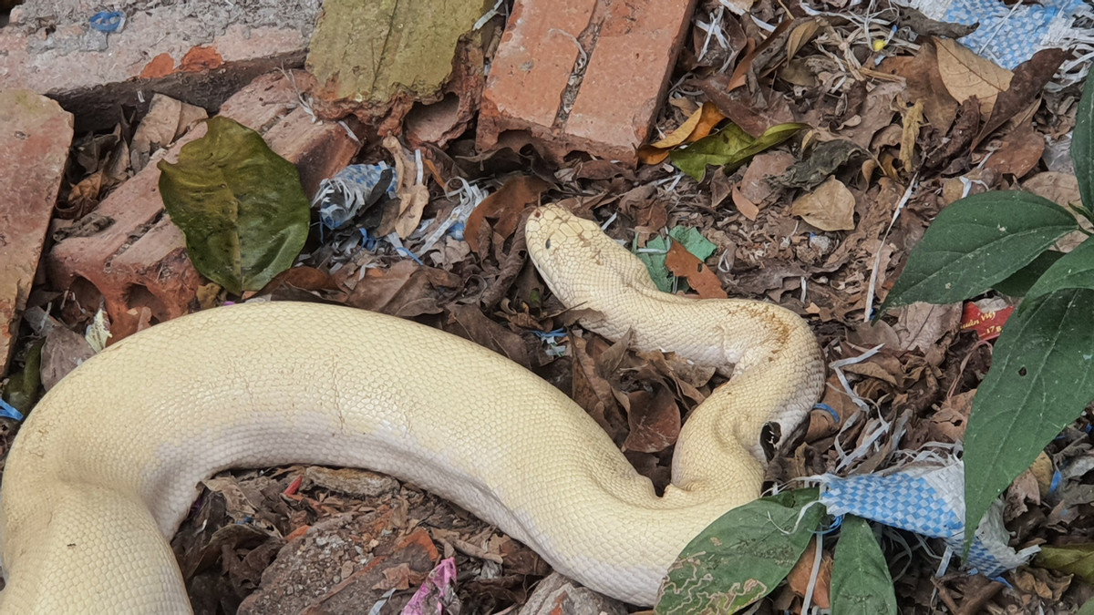 Bạch xà xuất hiện ở Nho Quan, Ninh Bình dài hơn 3m, nặng khoảng 10kg.