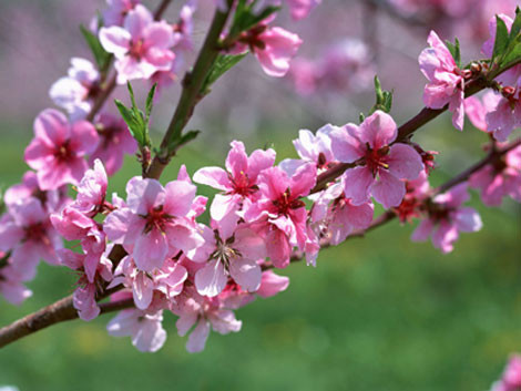 Người xưa cho rằng hoa là tinh hoa, là vật phẩm quý giá nhất của đất trời. Ngày xuân chưng hoa trong nhà như mang cả tinh túy của vũ trụ vào nhà và vì thế con người cũng được hưởng lây cái tốt đẹp nhất. Chính vì vậy, việc chọn hoa nào để chơi Tết không chỉ làm ngôi nhà bạn trở nên sáng sủa hơn, mà còn mang đến những may mắn, niềm vui cho năm mới. Dưới đây là những loài hoa mang nhiều ý nghĩa may mắn và giúp cho ngôi nhà của bạn thêm rực rỡ trong ngày Tết Bính Thân 2016 sắp đến.