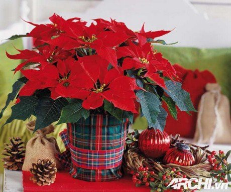 Hoa trạng nguyên: Cùng với hoa cúc, hoa trạng nguyên cũng là một loài hoa được ưa chuộng trong những ngày đầu xuân.