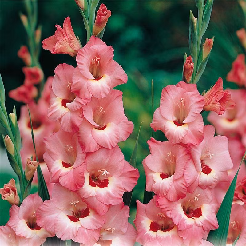 Tuy nhiên, khi chọn hoa lay ơn, để chơi hoa được lâu, bạn nên chọn những càng hoa với số lượng bông hoa nở ít, có nhiều nụ. Chọn những cành hoa có thân to, cứng cáp, lá hoa tươi xanh và không bị sâu hay dập nát. Khi cắm hoa, bạn nên cắt chéo gốc cành hoa để tăng cường bề mặt hút nước của cành hoa. Bạn nên dùng kéo sắc và cắt dứt khoát một lần cho mỗi cành, không nên cắt đi cắt lại nhiều lần một cành, như vậy sẽ làm ảnh hưởng đến cành hoa.