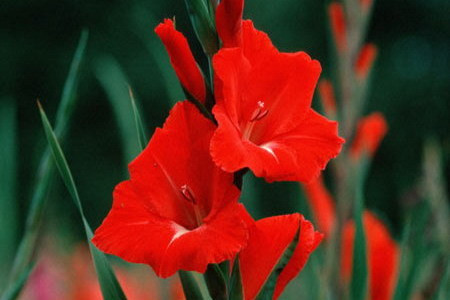 Hoa lay ơn: Hoa lay ơn là một loài hoa đẹp với hình dáng thân dài, mang nhiều hoa trên một cành từ 15-20 bông hoa. Loại hoa này được nhiều người ưa chuộng đặc biệt trong những ngày Tết này, bởi loại hoa này khá bền, chơi được lâu lại mang vẻ đẹp tinh tế, dịu dàng. Hoa lay ơn được cắm với rất nhiều những cành hoa khác, nhằm tôn lên vẻ đẹp của các loài hoa khác cũng như khoe được vẻ đẹp của chính nó.