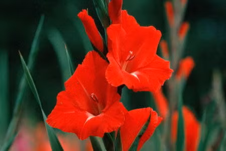 Hoa lay ơn: Hoa lay ơn là một loài hoa đẹp với hình dáng thân dài, mang nhiều hoa trên một cành từ 15-20 bông hoa. Loại hoa này được nhiều người ưa chuộng đặc biệt trong những ngày Tết này, bởi loại hoa này khá bền, chơi được lâu lại mang vẻ đẹp tinh tế, dịu dàng. Hoa lay ơn được cắm với rất nhiều những cành hoa khác, nhằm tôn lên vẻ đẹp của các loài hoa khác cũng như khoe được vẻ đẹp của chính nó.