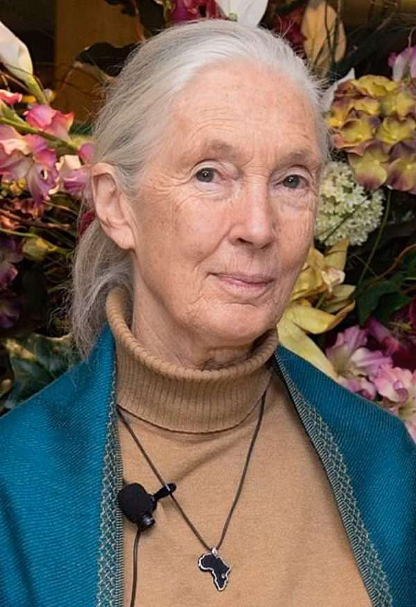 Nhà linh trưởng học người Anh nổi tiếng thế giới Jane Goodall đã dành hơn 50 năm sống trong rừng với tinh tinh trong những cánh rừng nguyên sinh ở châu Phi. Bà còn được biết đến với tên gọi "hiệp sĩ rừng xanh" khi dành cả tuổi thanh xuân của mình để nghiên cứu về loài linh trưởng này.