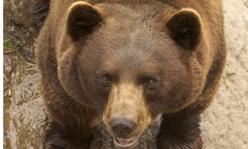 Nhung “thien than cuu mang” doc nhat vo nhi trong lich su-Hinh-4