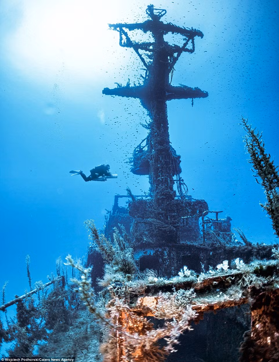 Trong quá trình khám phá xác tàu đắm, nhiếp ảnh gia Wojciech khá ấn tượng với các sinh vật biển đầy màu sắc ở xung quanh xác tàu P-29.