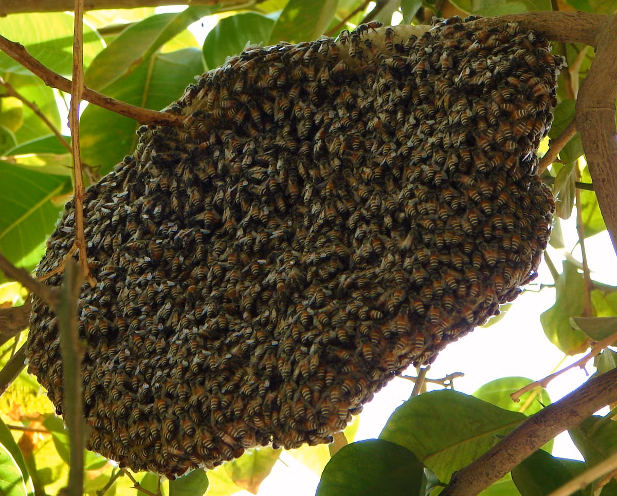 Binh sĩ Ethiopia sẽ ném mỗi tổ ong vào bên trong xe tăng. Kết quả là toàn bộ kíp lái xe tăng buộc phải trèo ra khỏi phương tiện quân sự này vì không muốn bị ong đốt.