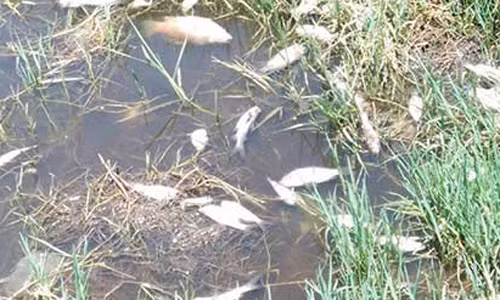 Cá chết trắng kênh khi nhà máy sô đa xả thải bị phát hiện vào ngày 23/7.