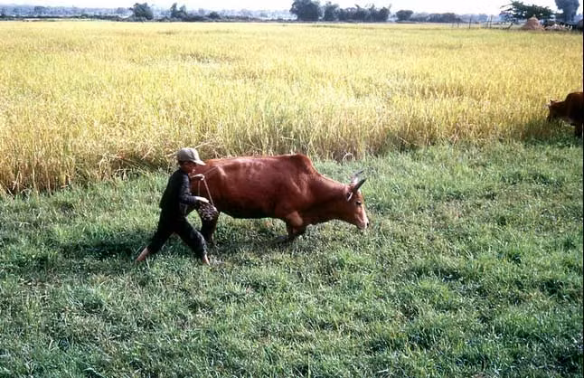 Công việc đồng áng hàng ngày của một cậu bé Việt Nam. Ảnh chụp tại dọc quốc lộ QL-19, gần đèo An Khê.