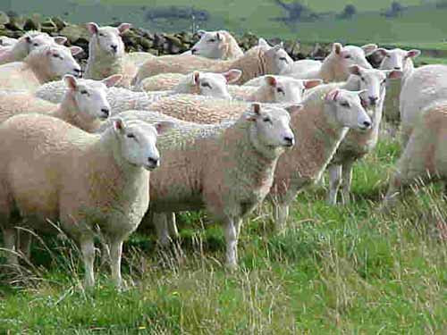 Năm 1999, Betty Stobbs, 67 tuổi, sống ở Anh tử vong vì những con cừu lên cơn đói kinh hoàng. Trong lúc chở cỏ đến cho đàn cừu của mình, những con vật tưởng chừng vô cùng hiền lành này ngửi thấy mùi cỏ nên đã nhảy lên xe khiến bà Stobbs bị hất khỏi xe. Sau đó, chiếc xe chở cỏ bị lật và đè lên người bà Stobbs khiến người phụ nữ này tử vong.