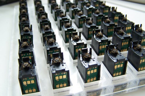 Ong đánh hơi bom mìn: Thời gian gần đây, các chuyên gia phát hiện côn trùng có khả năng cảm nhận mùi tuyệt vời. Theo đó, những con ong được huấn luyện đặc biệt có thể giúp cảnh sát phát hiện ma túy hoặc bom mìn. Các nhà sinh học ở Croatia tin rằng, những con ong có thể phát hiện các mỏ khoáng sản hiệu quả hơn nhiều so với loài chó hoặc các thiết bị điện tử. 