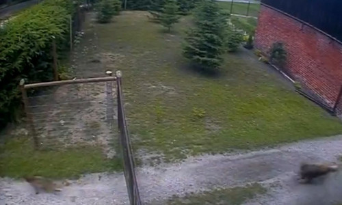 Con cáo rình mò vào trang trại định bắt gà thì bị chó giữ nhà đuổi chạy trối chết.