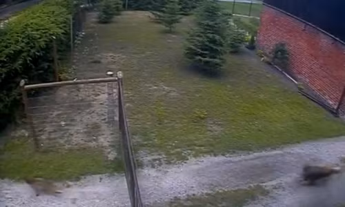 Con cáo rình mò vào trang trại định bắt gà thì bị chó giữ nhà đuổi chạy trối chết.