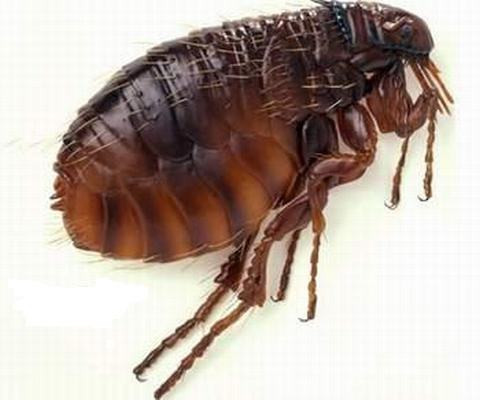 Cụ thể, trong Chiến tranh thế giới 2, Nhật Bản đã sử dụng bọ chét bị nhiễm bệnh làm vũ khí sinh học. Ban đầu, Nhật Bản thử nghiệm loại vũ khí nguy hiểm này cơ thể tù nhân. Sau đó, phía Nhật Bản sử dụng loại bom đặc biệt để phân tán bọ chét trên lãnh thổ Trung Quốc. Hậu quả là một dịch bệnh nổ ra, khiến khoảng 500.000 người thiệt mạng.