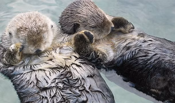 Khi ngủ, những con rái cá biển nắm tay nhau để không bị sóng biển đánh trôi dạt xa nhau.