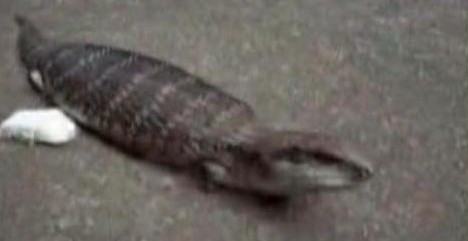 Những tài liệu cổ xưa nhất miêu tả về Tsuchinoko có từ thế kỷ 7. Theo đó, sinh vật bí hiểm này được miêu tả trong cuốn sách lịch sử Kojiki. Đây được coi là một trong những cuốn sách cổ nhất Nhật Bản còn đến ngày nay.