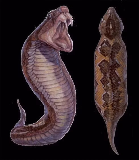 Để tìm Tsuchinoko, một số người còn treo thưởng khoản tiền lớn cho người nào tìm ra sinh vật bí ẩn này. Mọi nỗ lực tìm kiếm sinh vật này đều thất bại.