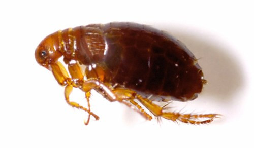 Bọ chét: Bọ chét cũng được con người sử dụng làm vũ khí trong chiến tranh. Điều này nghe có vẻ đơn giản, không có gì đáng lo ngại nhưng trên thực tế lại khác rất nhiều. 