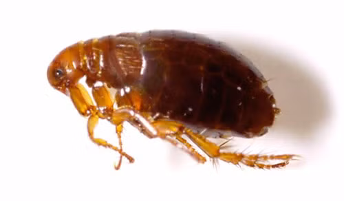 Bọ chét: Bọ chét cũng được con người sử dụng làm vũ khí trong chiến tranh. Điều này nghe có vẻ đơn giản, không có gì đáng lo ngại nhưng trên thực tế lại khác rất nhiều. 