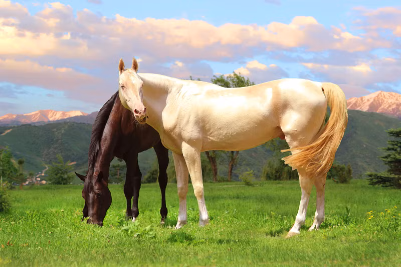Akhal-teke là loài ngựa được ví như một huyền thoại. Tên của giống ngựa này được đặt theo bộ tộc Teke Turkmen, cư trú gần ốc đảo Akhal trên hoang mạc Karakum (Turkmenistan).