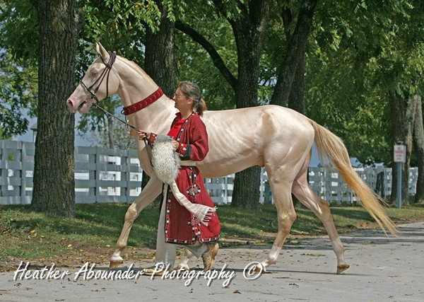 Trong số các loại màu sắc khác nhau của giống ngựa Akhal-Teke, màu kem, palomino hoặc kem bayo thường có ánh kim loại, khiến chúng trông giống như có lớp lông được mạ vàng.