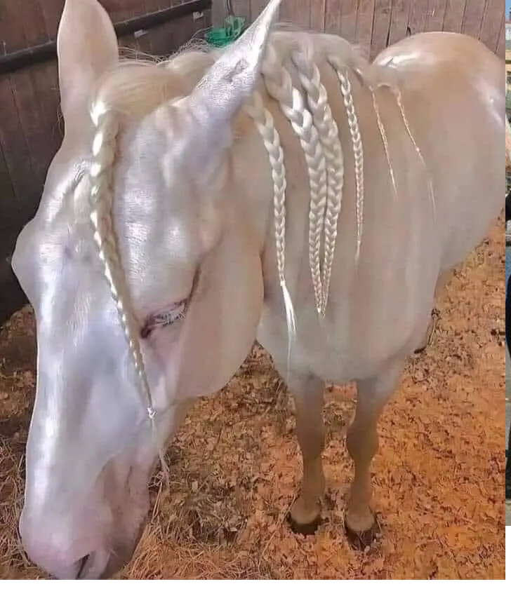 Để đi tìm lời giải, đã có cả một hội nghị về vấn đề này. Một số học giả kết luận màu đỏ của mồ hôi thực chất là một căn bệnh hiếm gặp, do các ký sinh trùng gây ra trên những cá thể ngựa, và không phổ biến trên bất cứ loài nào khác.