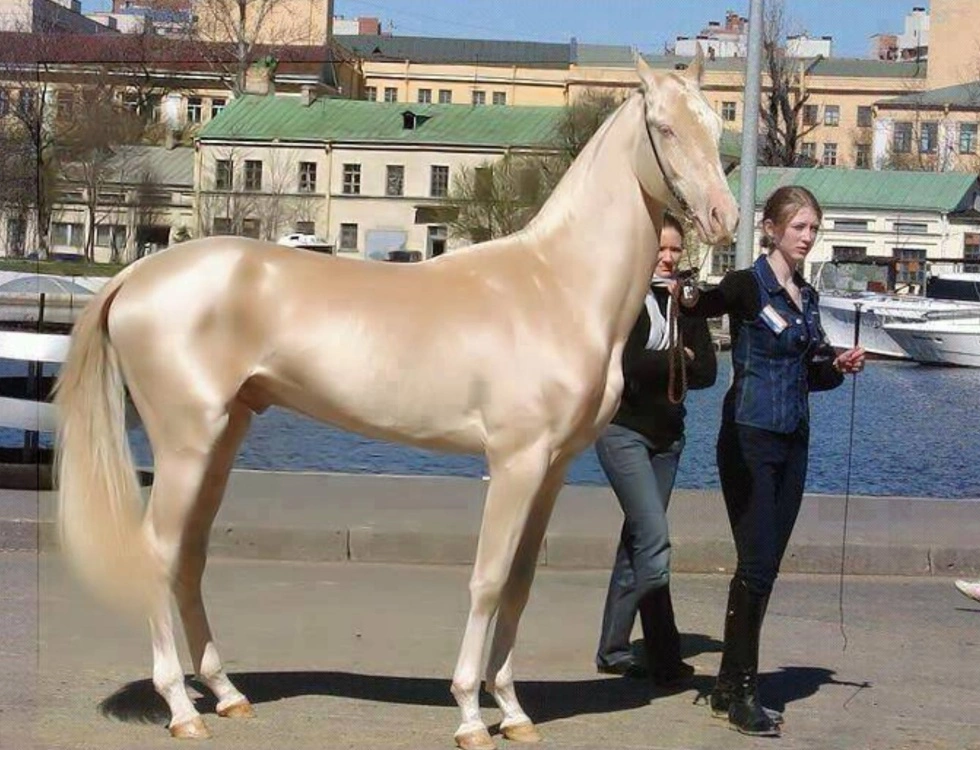 Giống ngựa này còn có tên là "hãn huyết mã" do mồ hôi như máu trong truyền thuyết. Akhal-Teke, Chúa tể trong sa mạc Karakoum.