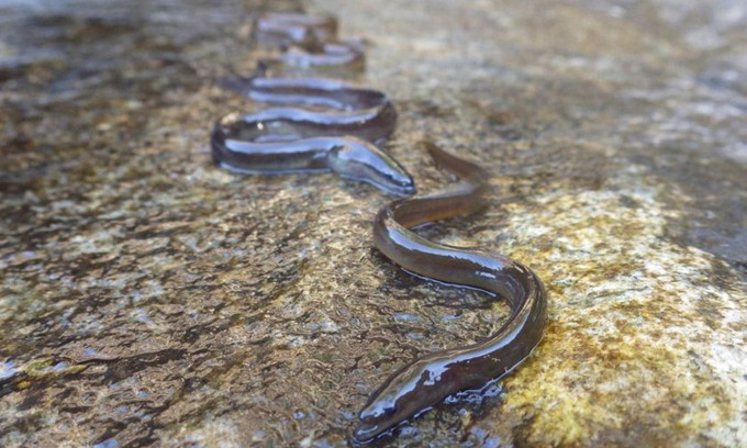 Kết quả cho thấy, không có bất kỳ sự tồn tại nào của một loài vật cỡ lớn trong hồ, cũng không có dấu hiệu cho thấy sinh vật nào có hình dạng tương tự như khủng long từ thời tiền sử. Tuy nhiên, lại có những con lươn dài trên 4m tồn tại trong hồ. Và đây có thể chính là "quái vật" hồ Loch Ness.