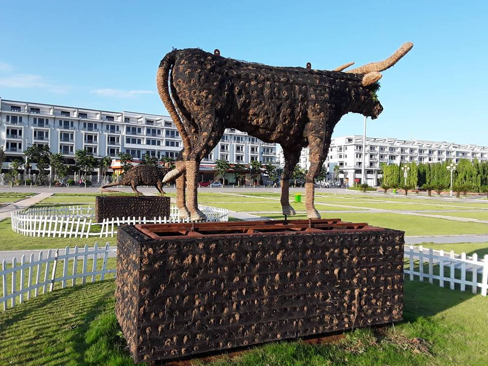 Ít ai nghĩ rằng đây là một chú trâu.