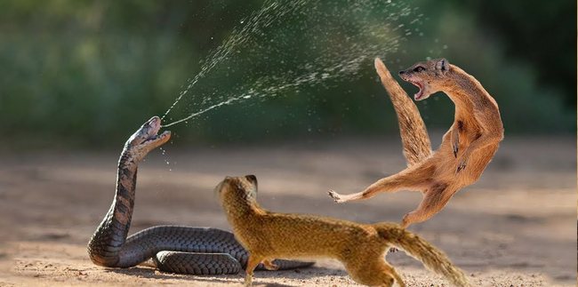 Các nhà khoa học phát hiện thụ thể acetylcholine của cầy Mangut, giống như loài rắn, bị đột biến nhẹ để nọc độc bị bật ra khỏi các tế bào cơ, khiến chúng không bị trúng độc.