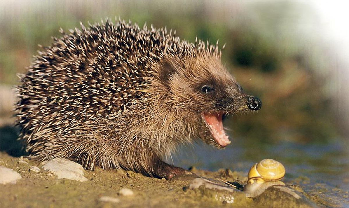 Nhím Hedgehog, loài động vật dường như chậm chạp này ít ai ngờ lại có thể giết chết một con rắn độc.