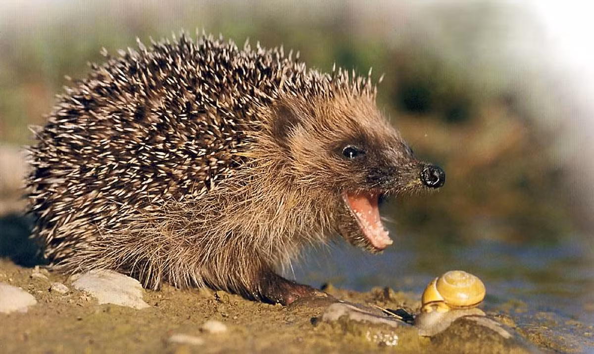 Nhím Hedgehog, loài động vật dường như chậm chạp này ít ai ngờ lại có thể giết chết một con rắn độc.