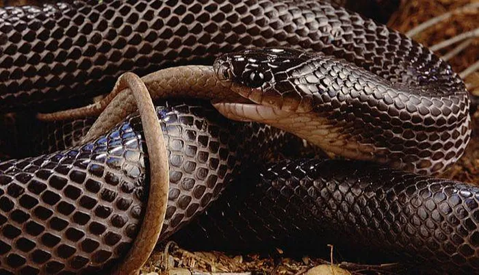 Con mồi ưa thích của Rắn Musurana lại là rắn chuông độc chết người.