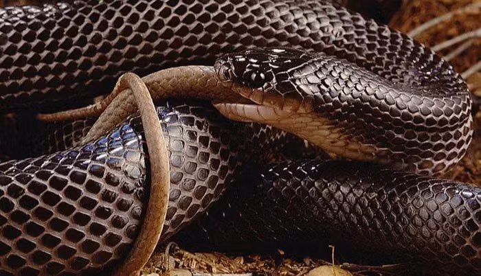 Con mồi ưa thích của Rắn Musurana lại là rắn chuông độc chết người.