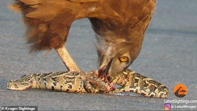 Đại bàng ăn rắn nâu (Circaetus cinereus), một loài chim săn mồi to lớn và đúng với cái tên của mình, sở trường của nó là đi săn bắt các loài rắn.