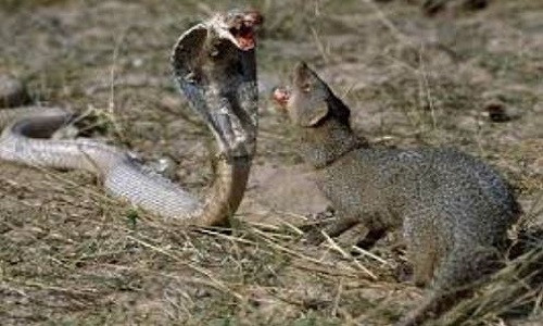 Không chỉ là “kẻ thù truyền kiếp” của các loài rắn độc, cầy Mangut còn dám chấp cả sư tử châu Phi.