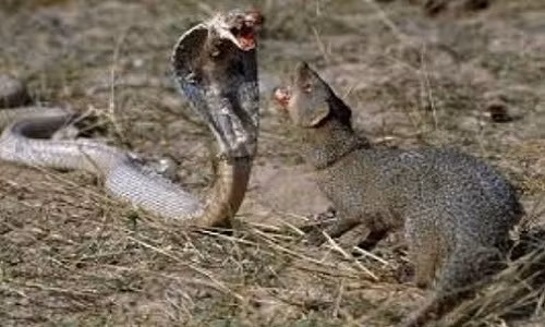 Không chỉ là “kẻ thù truyền kiếp” của các loài rắn độc, cầy Mangut còn dám chấp cả sư tử châu Phi.