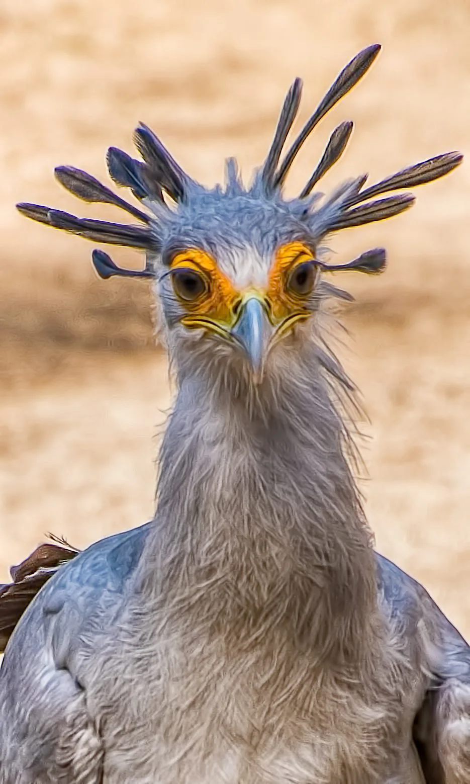 Chim diều ăn rắn tên thường gọi là Sagittarius serpentarius sống trong những đồng cỏ hoang thuộc miền Nam Sahara.