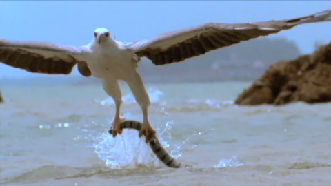 Mặc dù là loài chuyên đi săn bắt rắn, nhưng thật bất ngờ, đại bàng săn rắn nâu lại không có cơ thể miễn nhiễm với chất độc của rắn. Nếu trúng lượng độc đủ lớn, đại bàng ăn rắn nâu lại là kẻ thất bại.