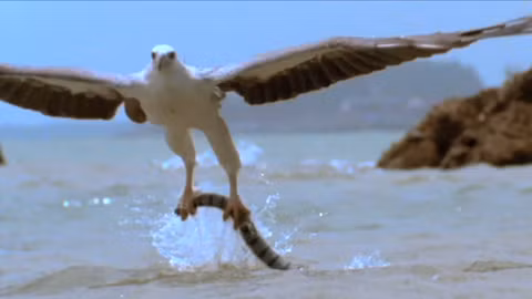 Mặc dù là loài chuyên đi săn bắt rắn, nhưng thật bất ngờ, đại bàng săn rắn nâu lại không có cơ thể miễn nhiễm với chất độc của rắn. Nếu trúng lượng độc đủ lớn, đại bàng ăn rắn nâu lại là kẻ thất bại.