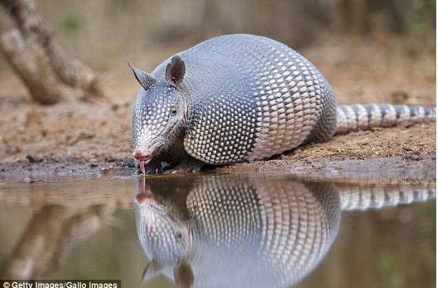 Sống ở miền nhiệt đới châu Á và châu Phi, lợi thế của tê tê Armadillos là lớp vỏ cứng, dày, bén ngọt. Chúng có thể cắt đôi một con rắn độc bằng cách dùng cạnh vẩy cứng lợi hại. Còn rắn dù có độc bao nhiêu, nhưng làm sao có thể truyền nọc độc qua lớp áo phòng thủ kiên cố này.