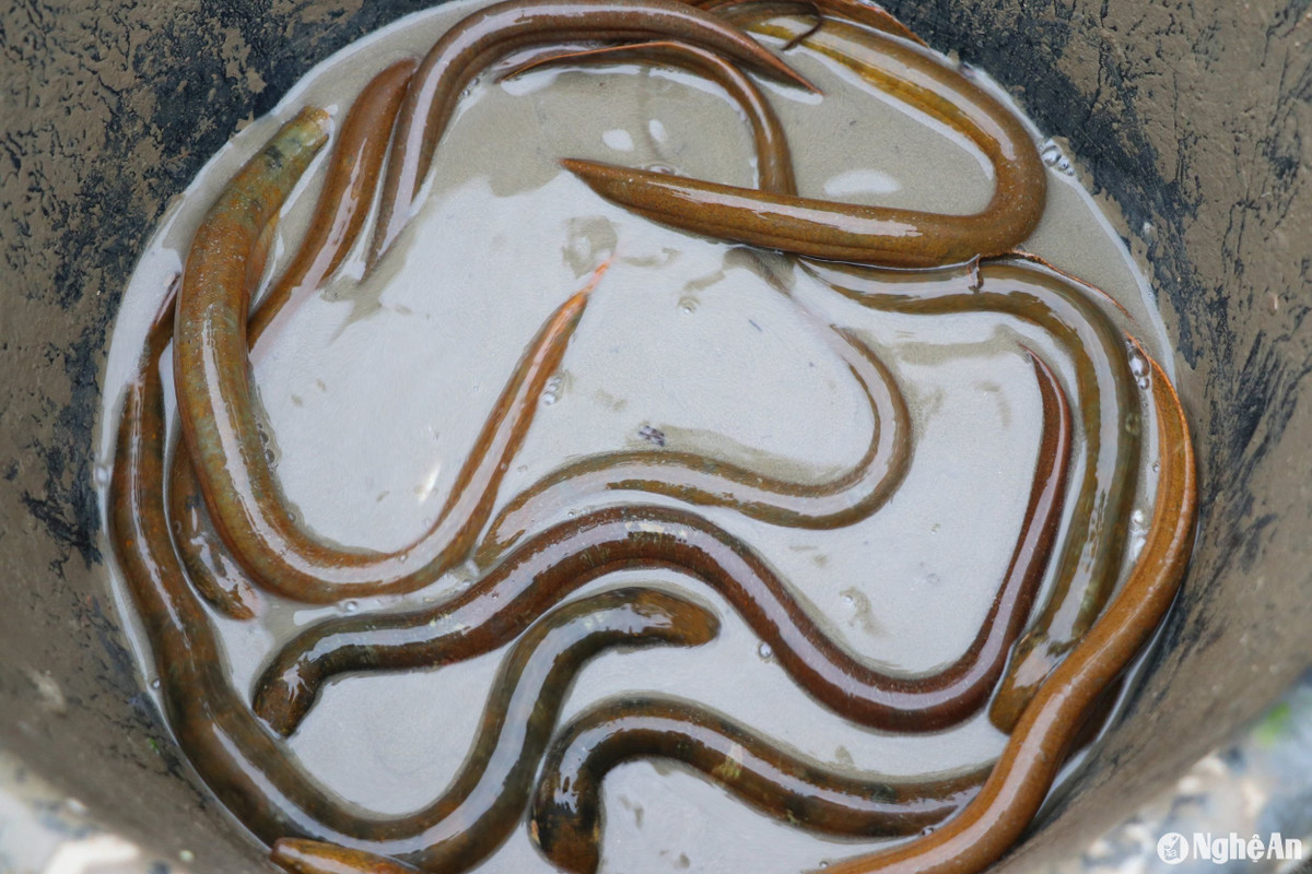 Thu gần 1 tỷ đồng/năm nhờ ấp trứng lươn, bán lươn giống - Hình 4 Thu gan 1 ty dong/nam nho ap trung luon, ban luon giong-Hinh-4