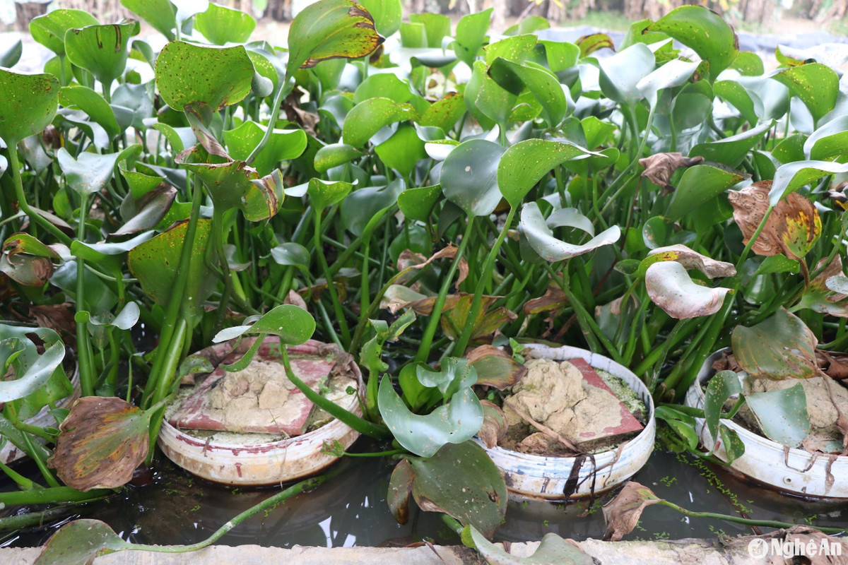 Thu gần 1 tỷ đồng/năm nhờ ấp trứng lươn, bán lươn giống - Hình 3 Thu gan 1 ty dong/nam nho ap trung luon, ban luon giong-Hinh-3