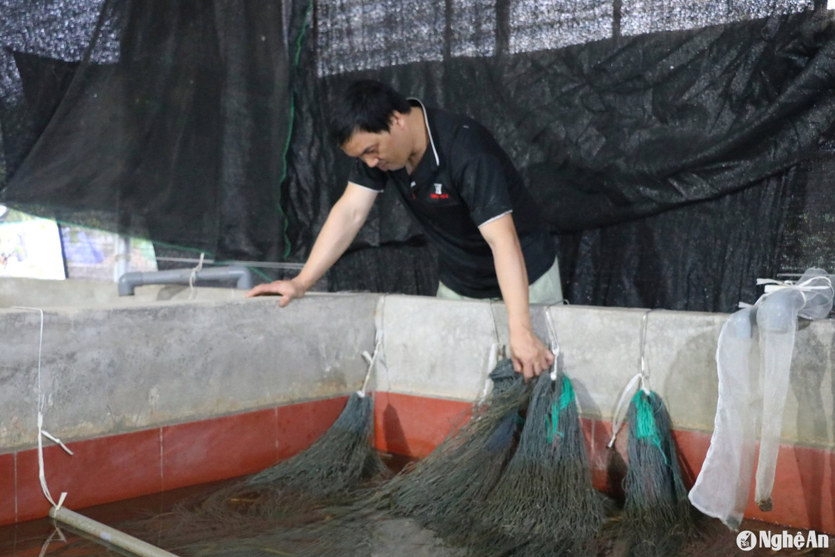 Thu gần 1 tỷ đồng/năm nhờ ấp trứng lươn, bán lươn giống - Hình 6 Thu gan 1 ty dong/nam nho ap trung luon, ban luon giong-Hinh-6