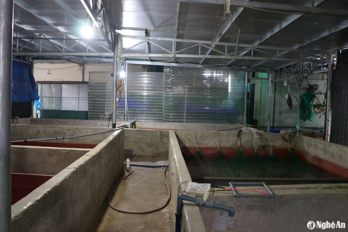 Thu gần 1 tỷ đồng/năm nhờ ấp trứng lươn, bán lươn giống - Hình 2 Thu gan 1 ty dong/nam nho ap trung luon, ban luon giong-Hinh-2