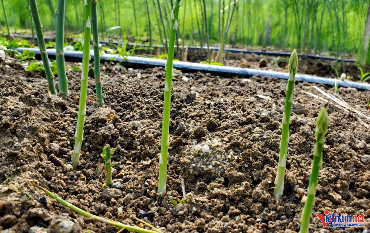 Thu lai tien trieu moi ngay nho trong mang tay-Hinh-2