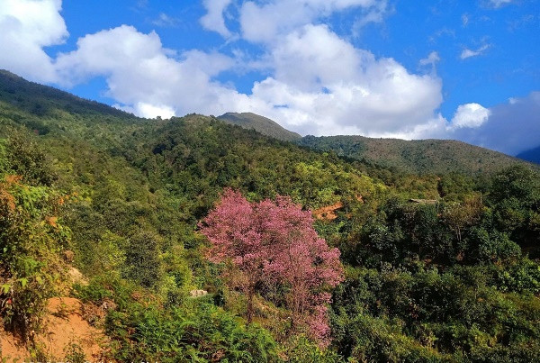 Son La: Say dam voi sac hoa To Day bung no long lay tren nui doi Nam Nghiep-Hinh-6